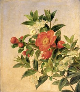 Fleurs, 1835